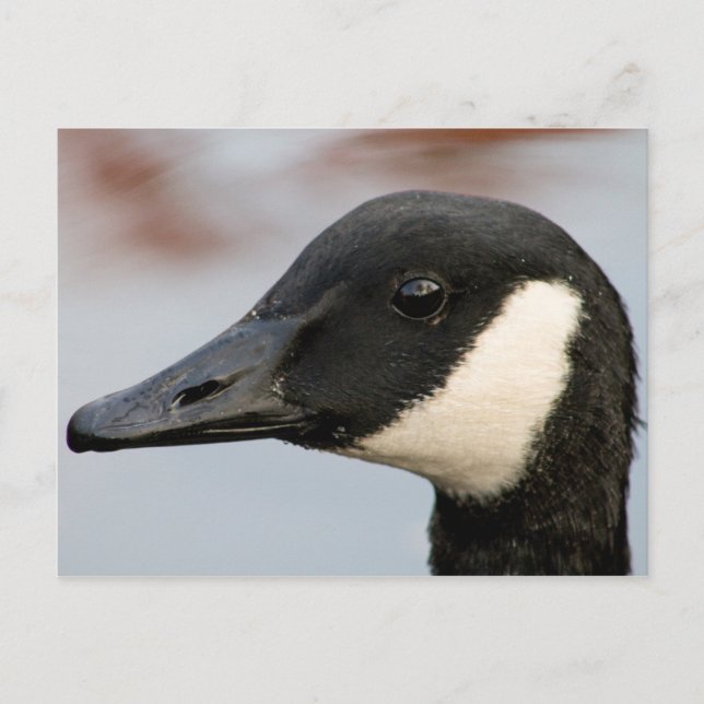 Carte postale Canada Goose (Devant)