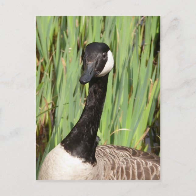 Carte postale Canada Goose (Devant)