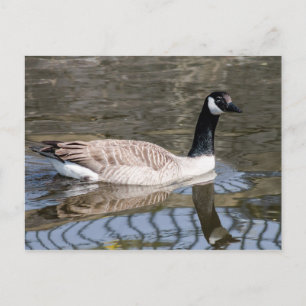 Carte Postale Canada Goose