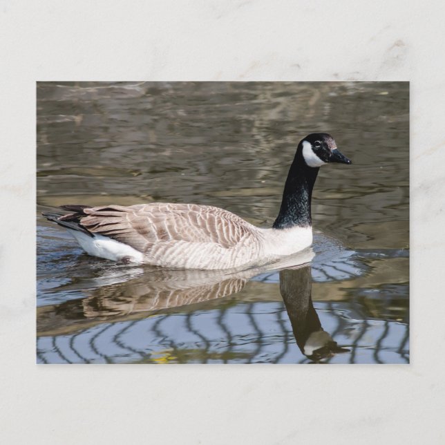 Carte Postale Canada Goose (Devant)