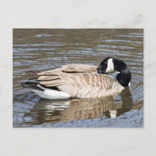 Carte Postale Canada Goose