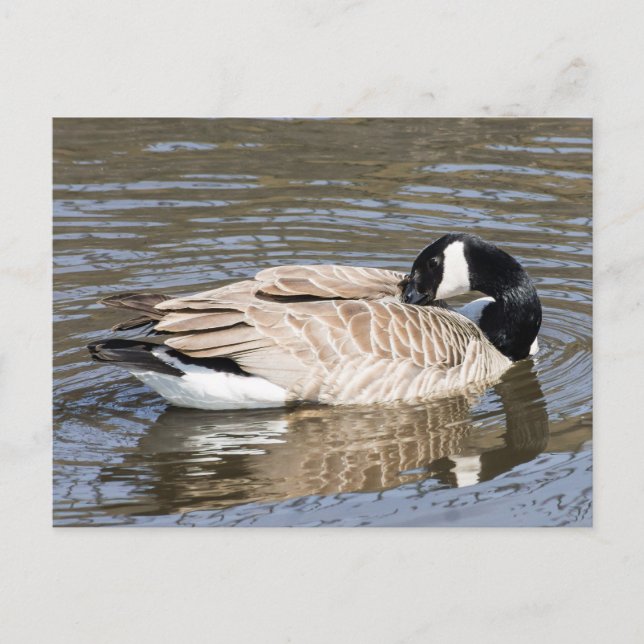 Carte Postale Canada Goose (Devant)