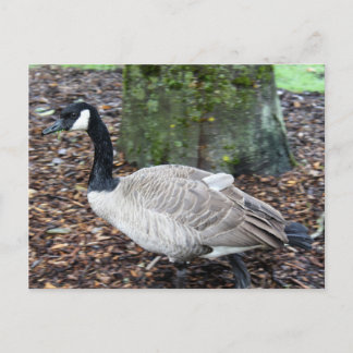 Carte postale Canada Goose