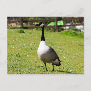 Carte Postale Canada Goose
