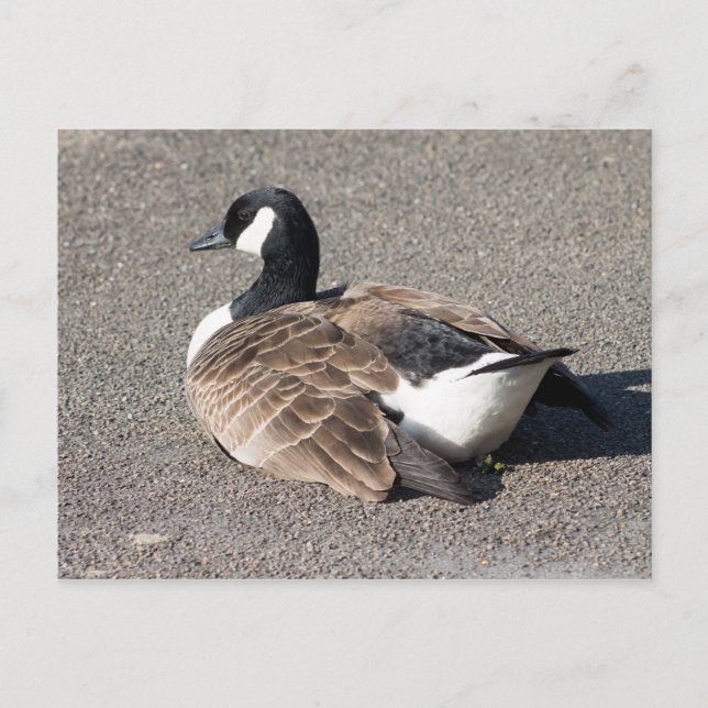 Carte Postale Canada Goose (Devant)