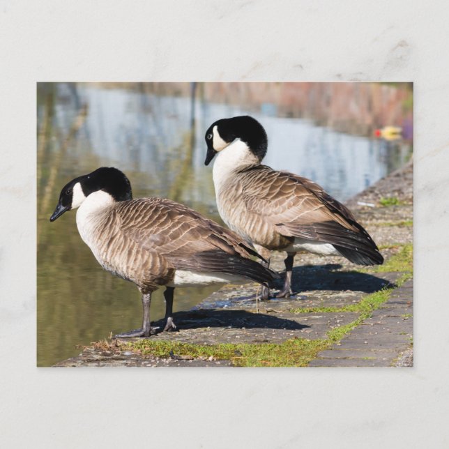 Carte Postale Canada Goose Couple (Devant)