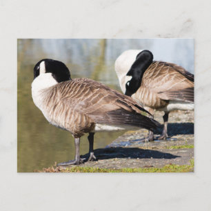Carte Postale Canada Goose Couple