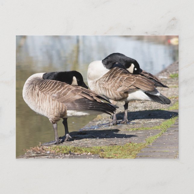 Carte Postale Canada Goose Couple (Devant)
