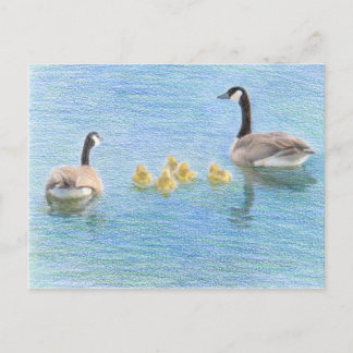 Carte postale Canada Goose Family Fine Art Nature