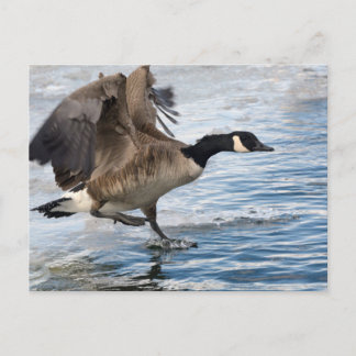 Carte Postale Canada goose Landing on winter lake