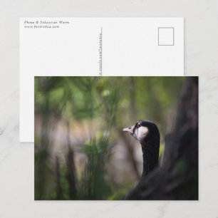 Carte Postale Canada Goose Nature Photo