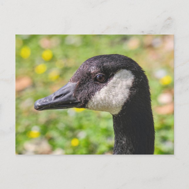 Carte Postale Canada Goose, Roath Park Lake, Cardiff, Pays de Ga (Devant)