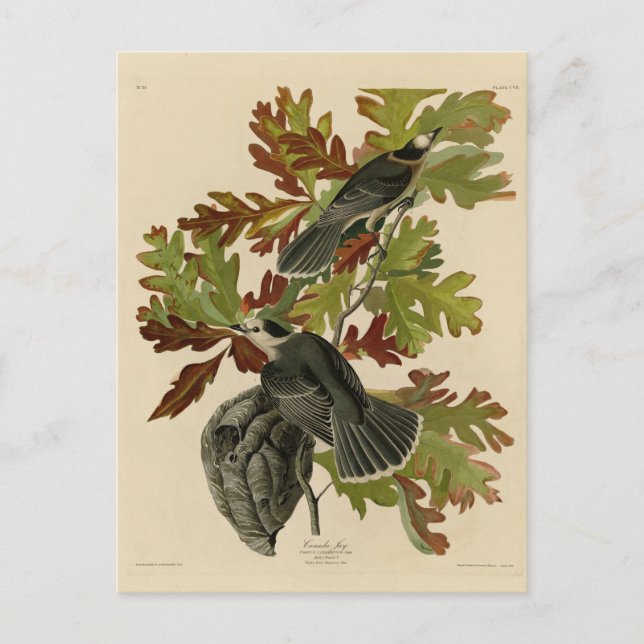 Carte Postale Canada Jay (Grey Jay) - Audubon's Birds of America (Devant)