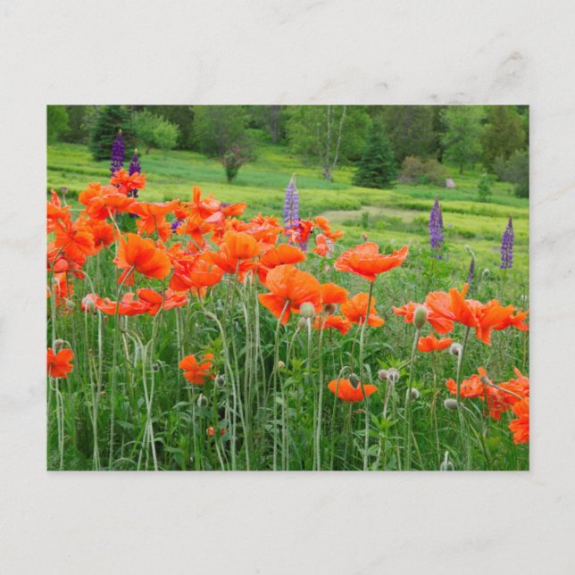Carte Postale Canada, Nouveau-Brunswick, . Paysage (Devant)