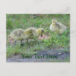 Carte postale Canada Oies Bébés Nature