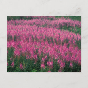 Carte Postale Canada, Québec, Gaspé. Fleurs de Lythrum pourpre,