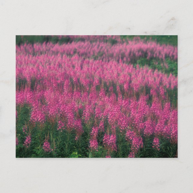 Carte Postale Canada, Québec, Gaspé. Fleurs de Lythrum pourpre, (Devant)