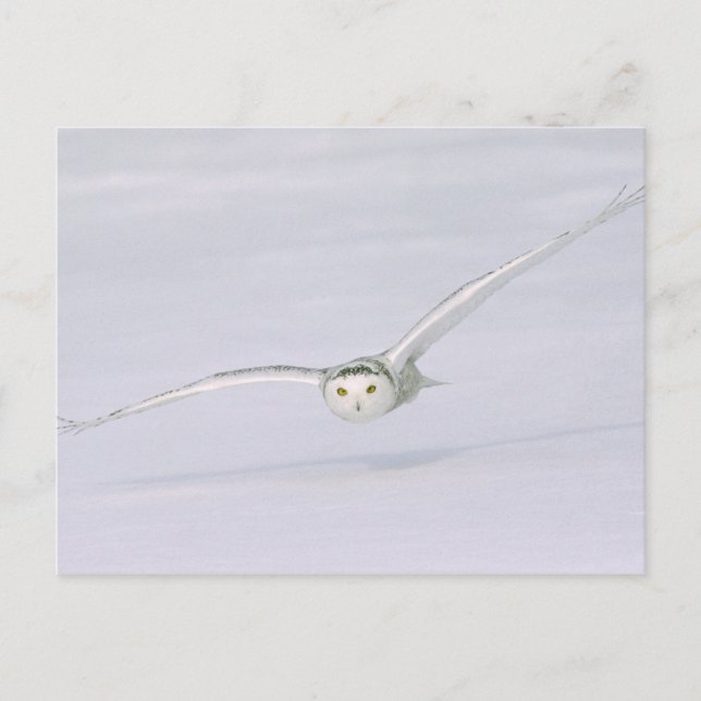 Carte Postale Canada, Québec. Harfang des neiges vole bas au-des (Devant)