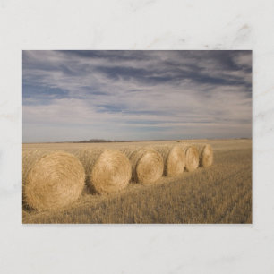 Carte Postale Canada, Saskatchewan, Craik : Hayrolls / Automne