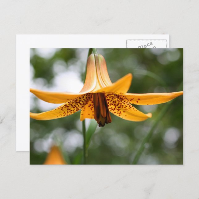 Carte Postale Canadian Lily Flower Photography Personalized (Devant / Derrière)