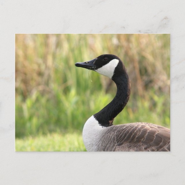 Carte postale canadienne Goose (Devant)