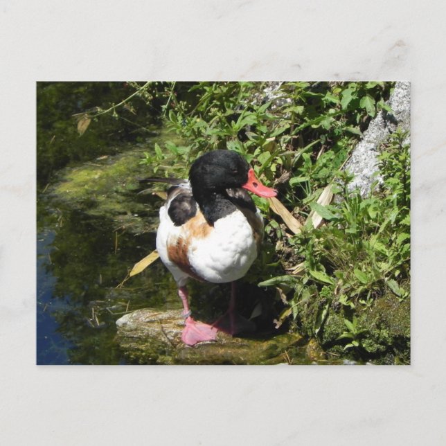 Carte Postale Canard (Devant)