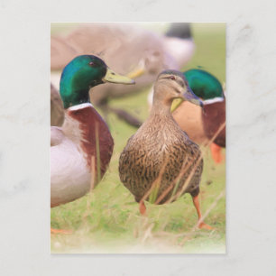 Carte Postale Canard