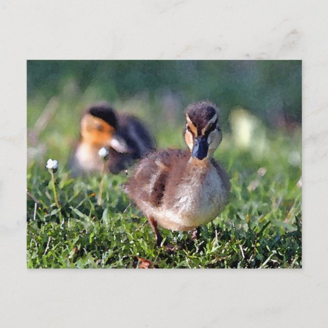 Carte Postale Canard (Devant)