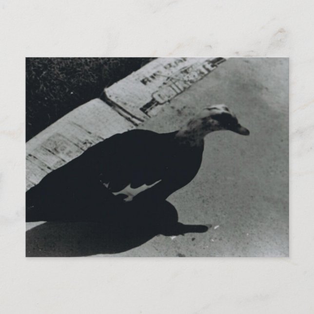 Carte Postale Canard (Devant)