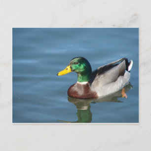 Carte Postale Canard