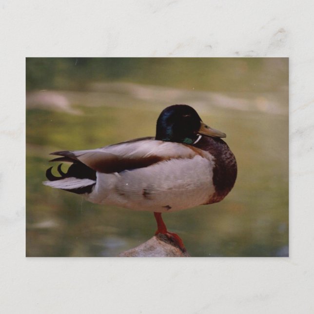 Carte Postale Canard (Devant)