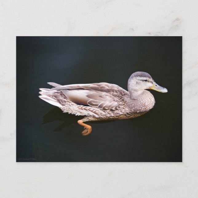 Carte Postale Canard 907b (Devant)