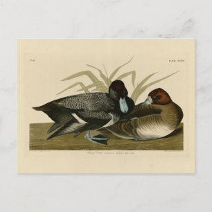 Carte Postale Canard à bec (Petite écorce) Audubon Birds of Amer