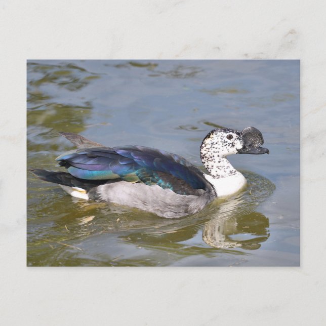 Carte Postale Canard à bec serpé mâle (Devant)