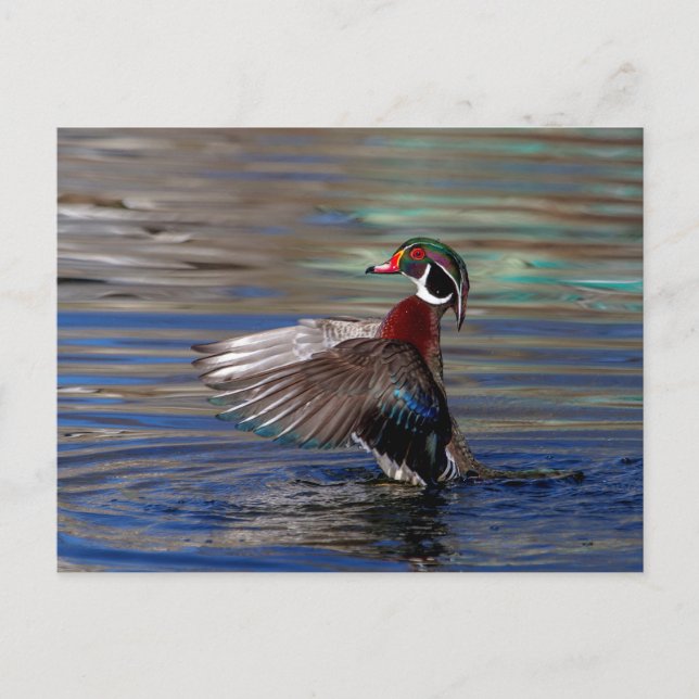 Carte Postale Canard à bois (Devant)