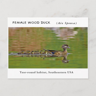 Carte Postale "Canard à bois féminin" (avec enfants)