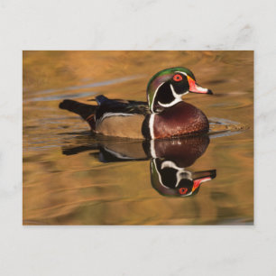 Carte Postale Canard à bois sur Golden Lake