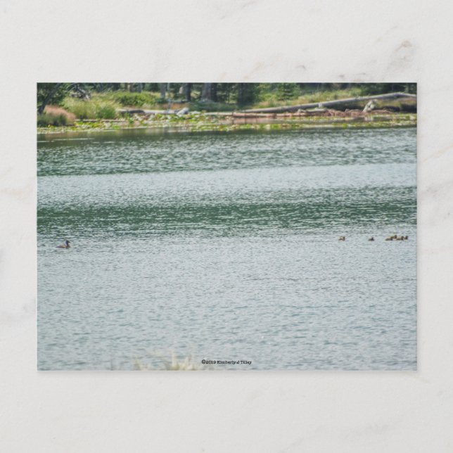 Carte Postale Canard à col rond (Devant)