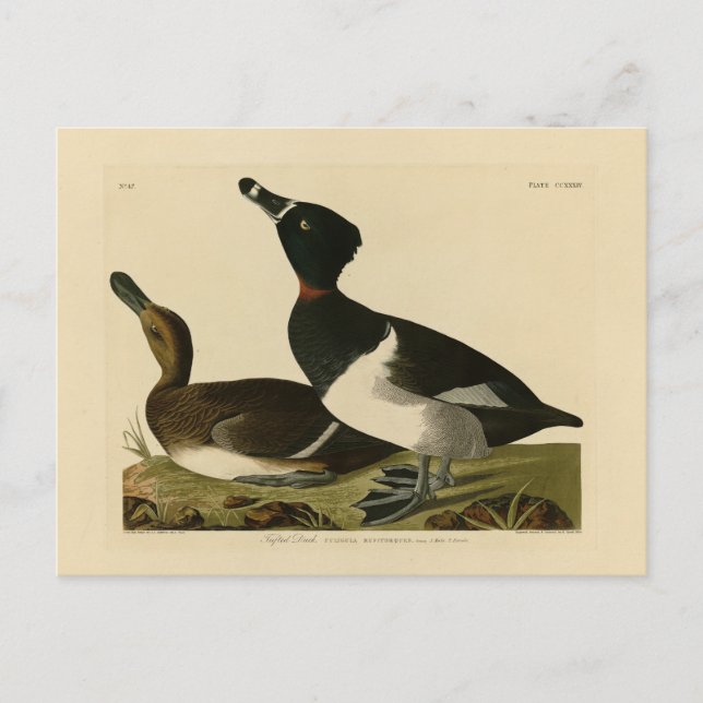 Carte Postale Canard à col rond des oiseaux d'Amérique d'Audubon (Devant)