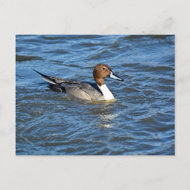 Carte Postale Canard à intail (Devant)