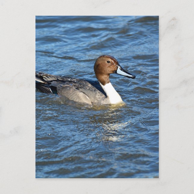 Carte Postale Canard à intail (Devant)