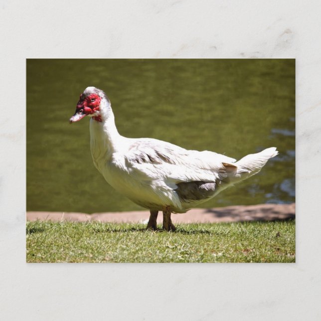 Carte Postale Canard à muscovy (Devant)