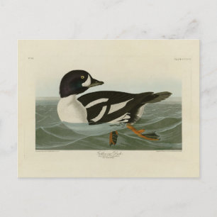 Carte Postale Canard à oeil d'or des oiseaux d'Amérique d'Audubo
