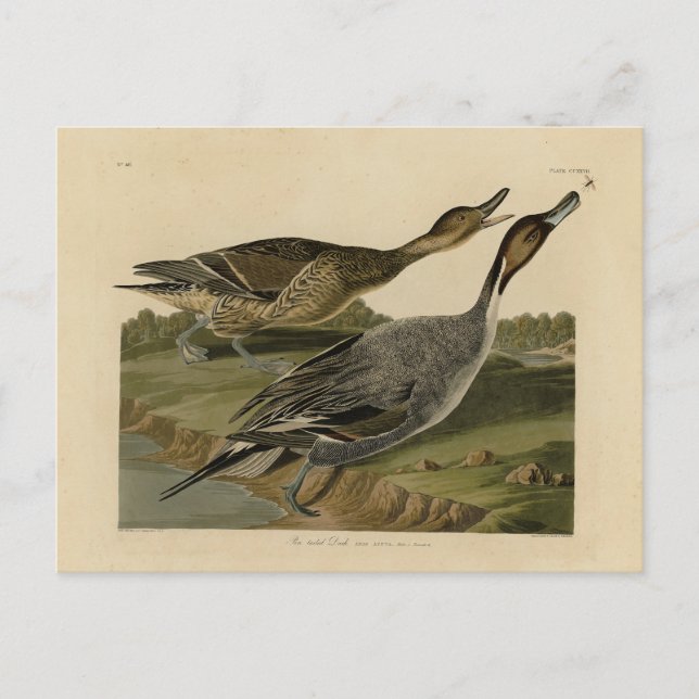 Carte Postale Canard à queue épaisse - Audubon's Birds of Americ (Devant)