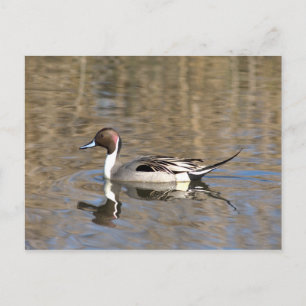 Carte Postale Canard à queue pointue nage dans un étang