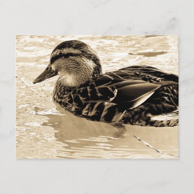 Carte Postale Canard à Sepia (Devant)