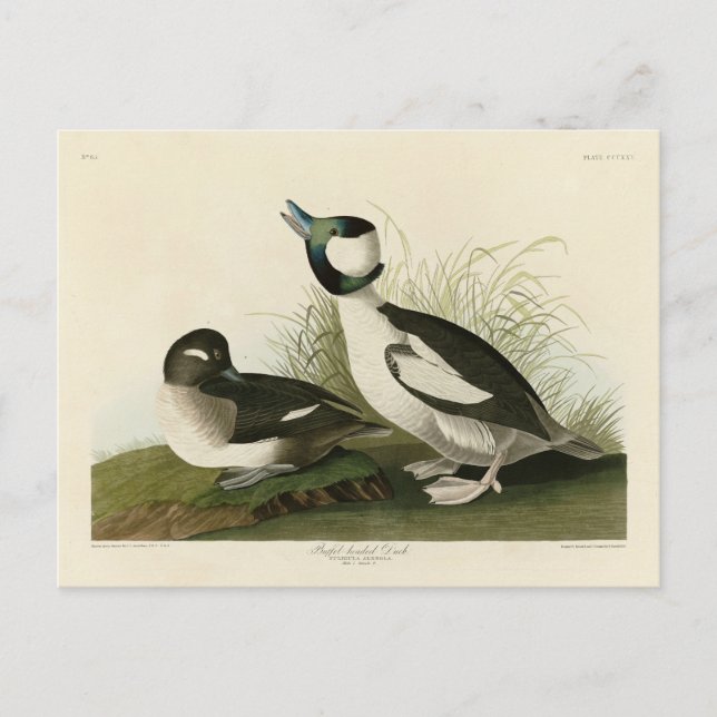Carte Postale Canard à tête de buffle des oiseaux d'Amérique d'A (Devant)