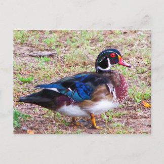 Carte Postale canard avec de belles marques
