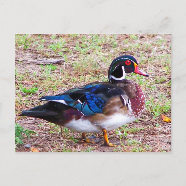 Carte Postale canard avec de belles marques (Devant)