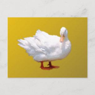 Carte Postale Canard blanc
